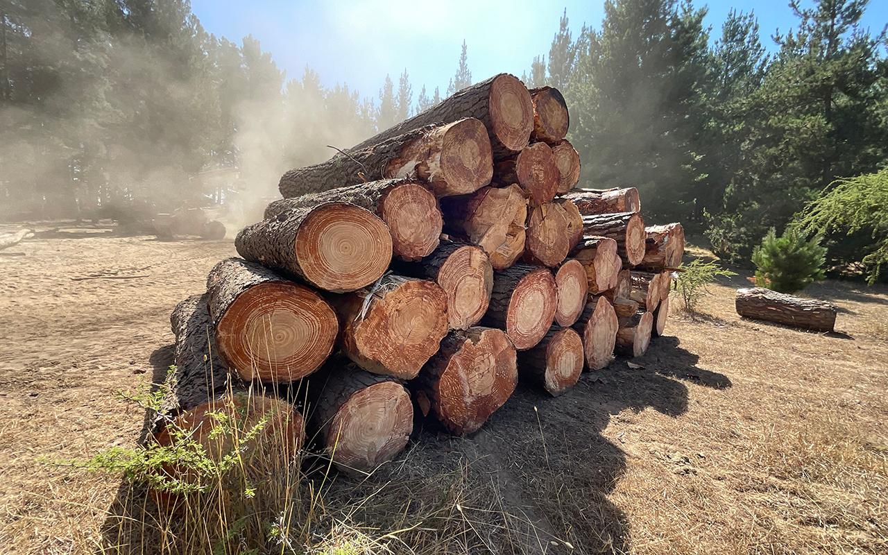 Comercial Ml - Ferreter+ia - Maderas Nativas - Litueche (11)